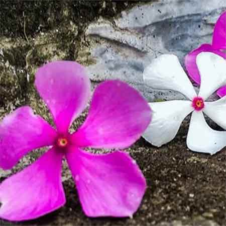 دانلود آهنگ گل زردم حجت قائمی